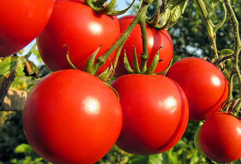 Tomatoes